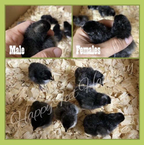 Olive Egger baby chicks