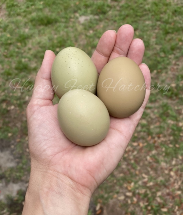 Happy Feet Hatchery Olive green eggs