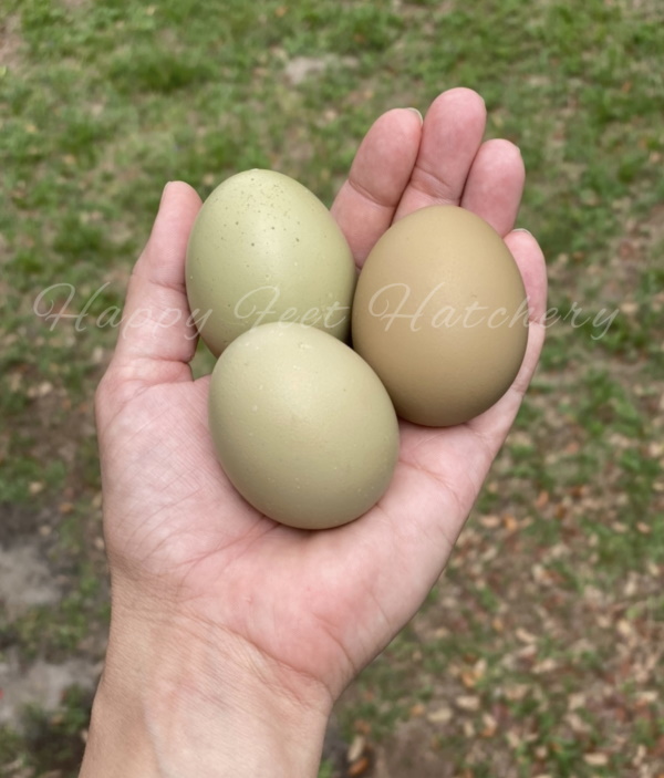 olive eggs