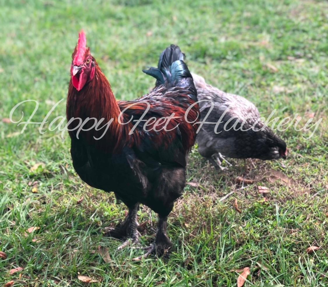 Olive Egger Chicken Breed